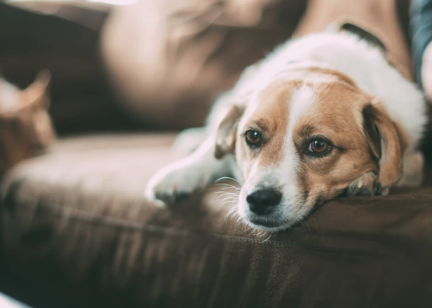 How Pets Affect Your HVAC System