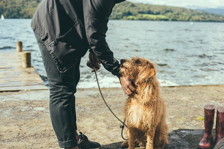 Four HVAC Tips for Pet Owners