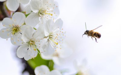 The Best Thermostat Setting for Spring